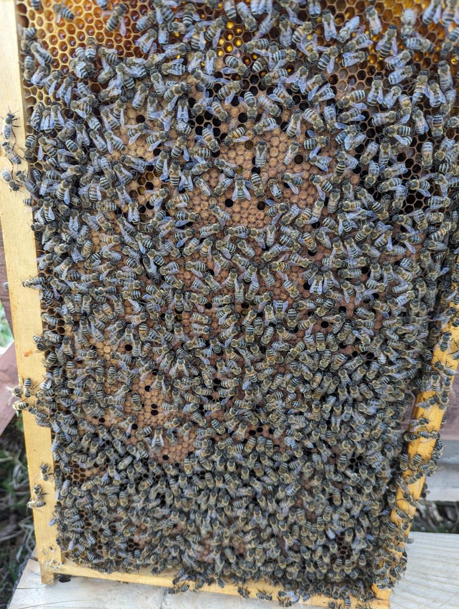 Eine Brutwabe: In der Mitte verdeckelte Brut, oben ein Kranz aus Pollen und Honig.
