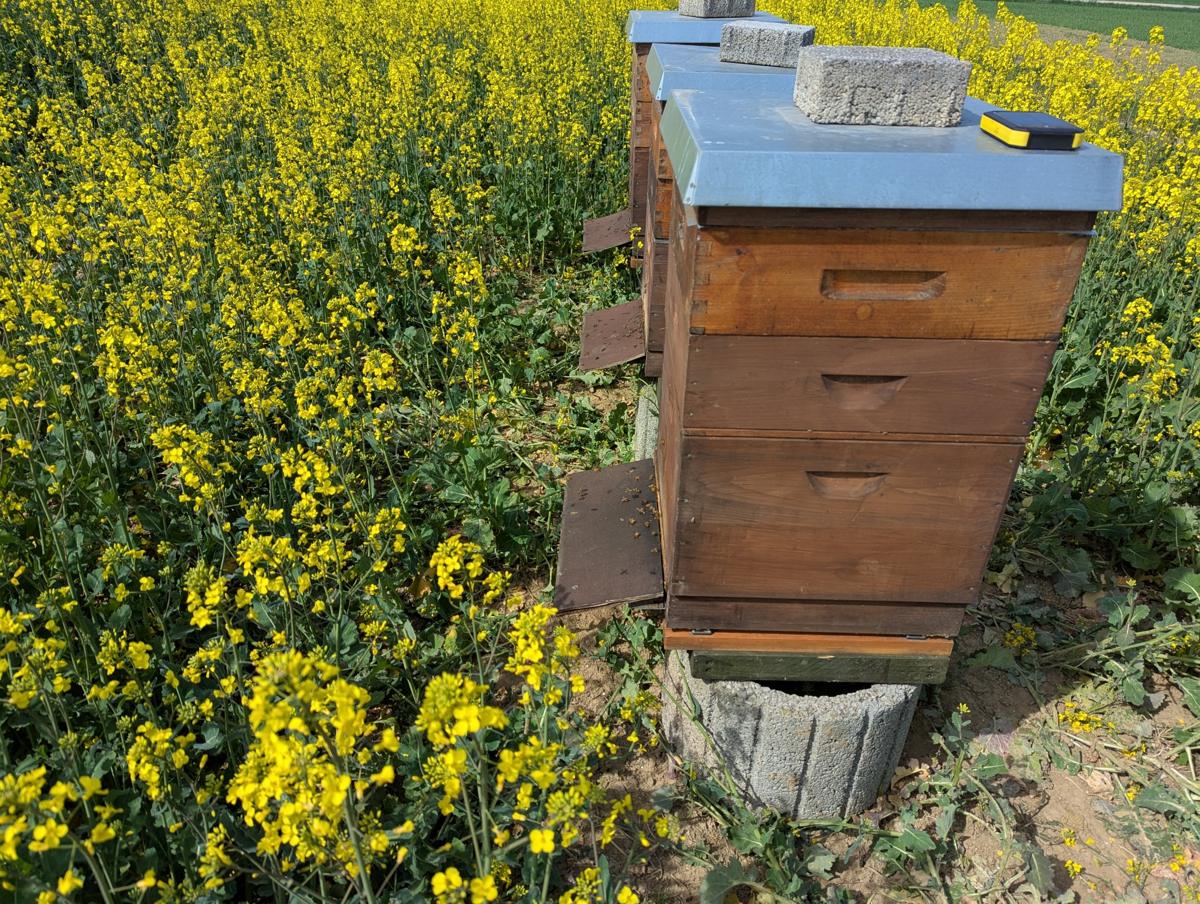 Raps bis an die Beute: Hier entsteht unsere Frühtracht.