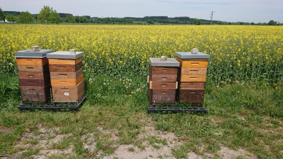 Frühjahr am Rapsfeld: Vier Völker mitten in der Rapsblüte.
