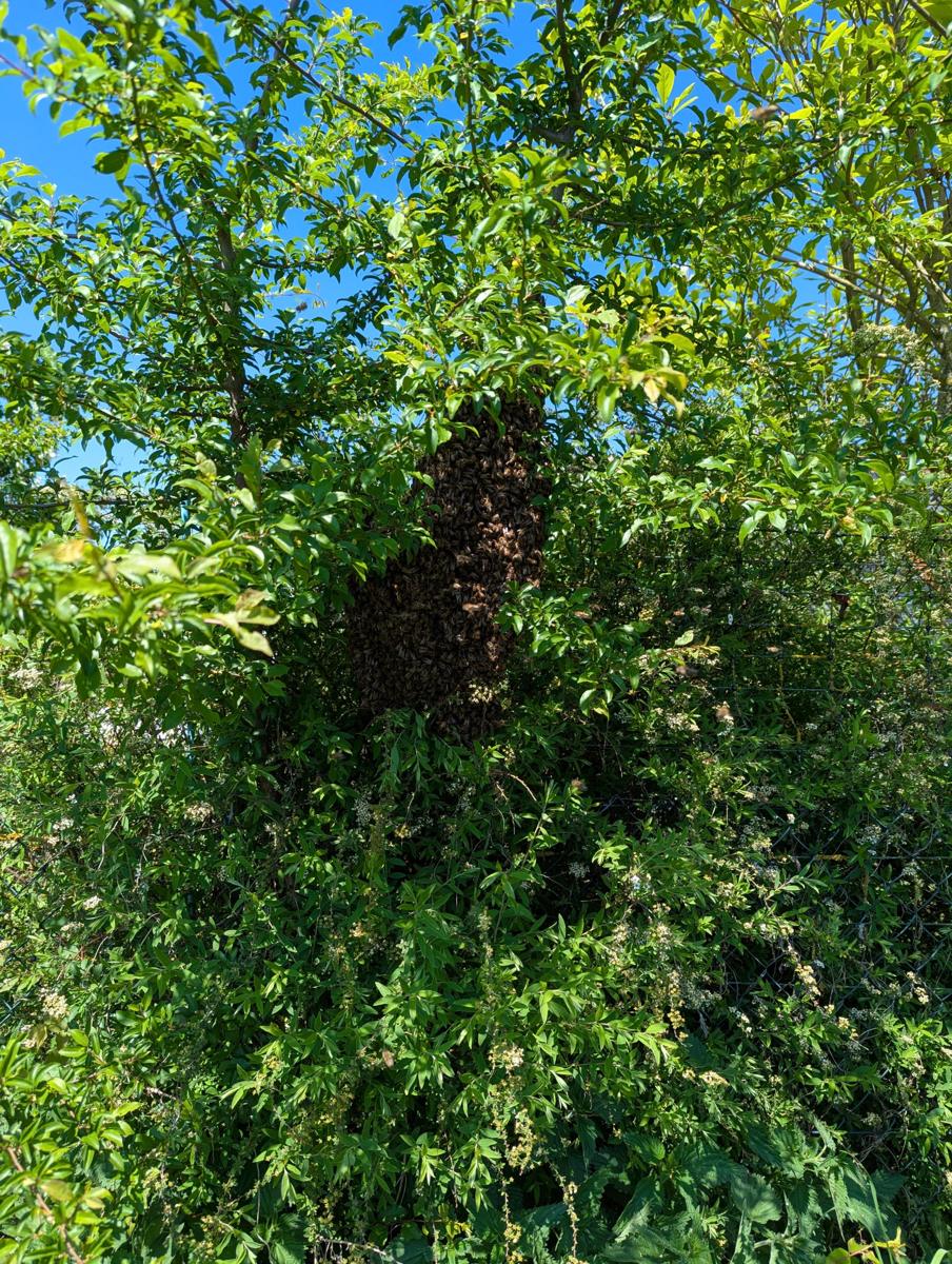 Ein Schwarm im Baum: Die alte Königin zieht mit einem Teil des Volkes aus.