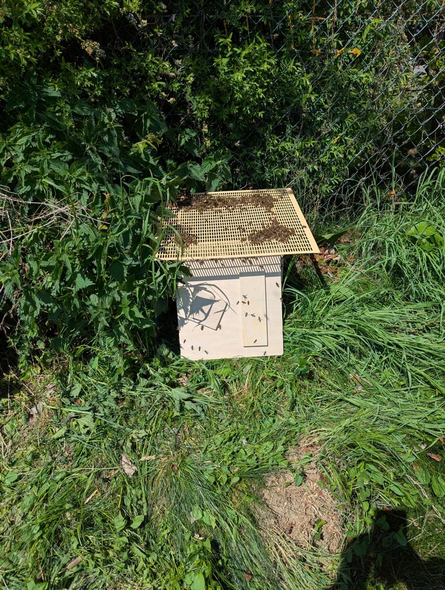 Schwarm eingefangen: Die Bienen ziehen in ihre neue Behausung ein.