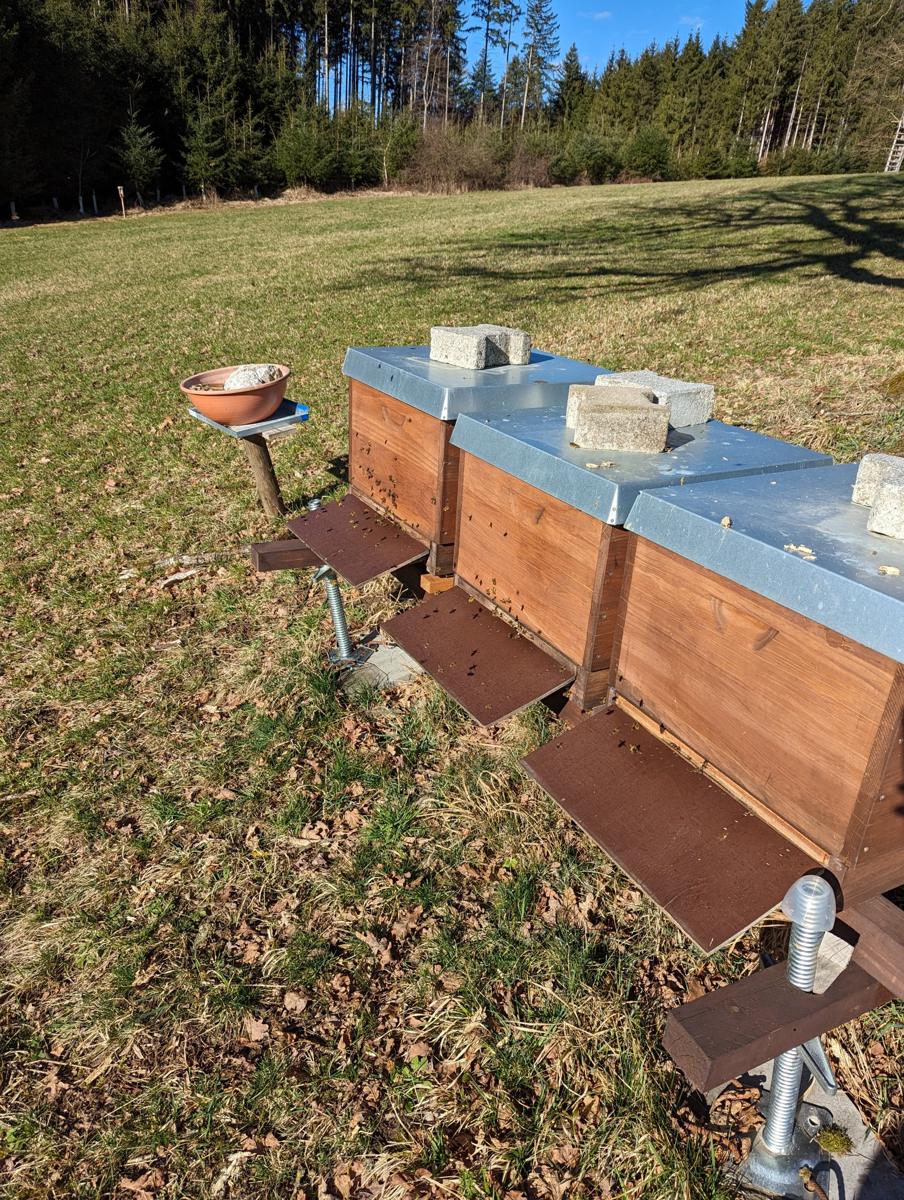 Am Waldrand: Erster Flugtag im Frühjahr.