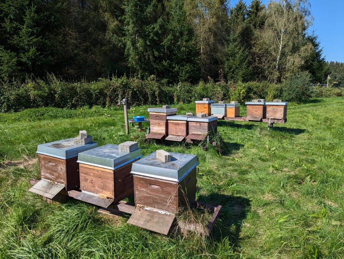 Unser Stand im Herbst: Die Völker sind eingefüttert und bereit für den Winter.