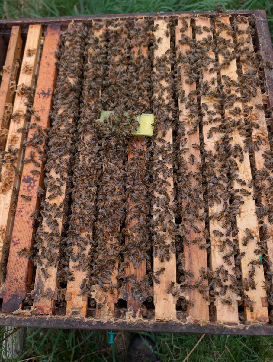 Königin zusetzen: Der Käfig liegt auf den Rähmchen, die Bienen nehmen sie an.